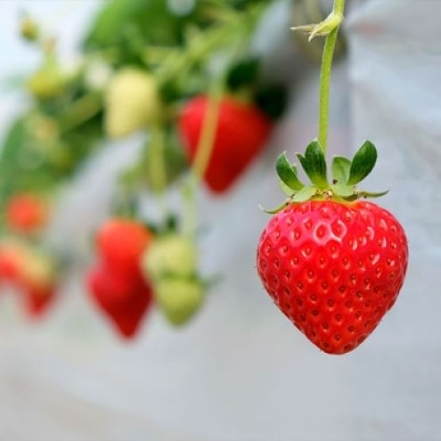 いちご 2パック (280g×2) あまおう いちごの王様 苺 イチゴ 果物 くだもの フルーツ 旬のフルーツ 季節のフルーツ 旬の果物 季節の果物 福岡 福岡県 小郡市 ※配送不可：沖縄、離島