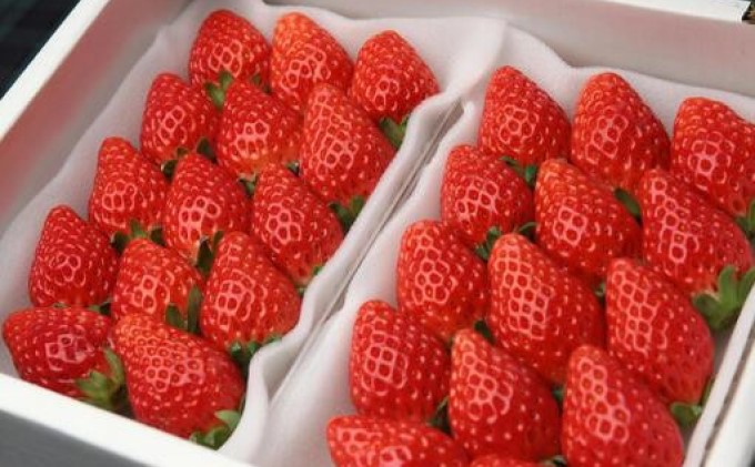 あまおう 生まれも育ちも福岡県 イチゴ界の王道！あまおう好きにはたまらない ボリュームパック 4パック 果物 デザート