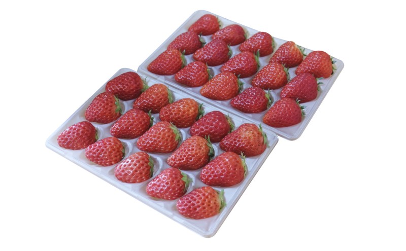 いちご いただきいちご園 食べ比べ 厳選 2品種 粒ぞろい (15玉入り×2パック) 化粧箱入 ギフト 贈り物 贈答用 果物 デザート