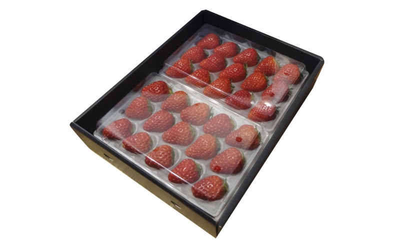 いちご いただきいちご園 食べ比べ 厳選 2品種 粒ぞろい (15玉入り×2パック) 化粧箱入 ギフト 贈り物 贈答用 果物 デザート