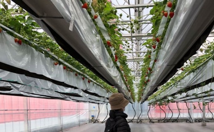 いちご いただきいちご園 食べ比べ 厳選 2品種 粒ぞろい (15玉入り×2パック) 化粧箱入 ギフト 贈り物 贈答用 果物 デザート