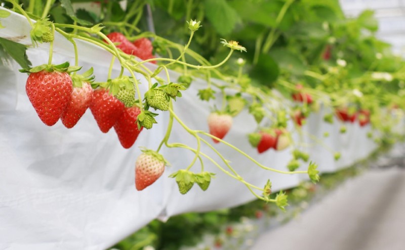 いちご いただきいちご園 食べ比べ 厳選 2品種 粒ぞろい (15玉入り×2パック) 化粧箱入 ギフト 贈り物 贈答用 果物 デザート