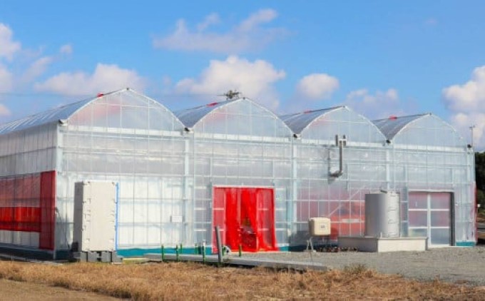 いちご いただきいちご園 食べ比べ 厳選 2品種 粒ぞろい (15玉入り×2パック) 化粧箱入 ギフト 贈り物 贈答用 果物 デザート