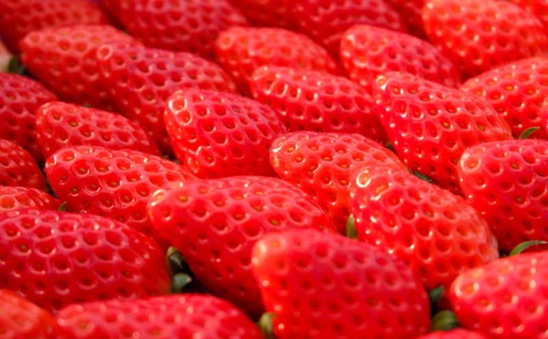 ãã¡ã èŽ
æ²¢ ããŸãã 8ãã㯠ç·éé çŽ1.7kg æç© ãã¶ãŒã èº ã€ã㎠æç© ãã ãã® ãã«ãŒã æ¬ã®ãã«ãŒã å£ç¯ã®ãã«ãŒã æ¬ã®æç© å£ç¯ã®æç© çŠå²¡ çŠå²¡ç å°é¡åž