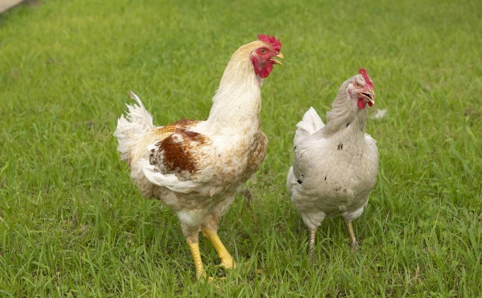 鶏肉 はかた地どり モモ ムネ セット 2kg (各1kg×2p) 地鶏 鳥肉 博多 肉 ※配送不可：離島 