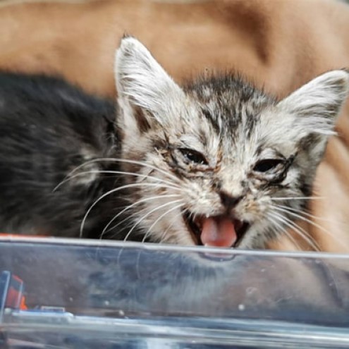 花瓶 さくらねこサポート アルダー製 フラワーベース 2本 インテリア 