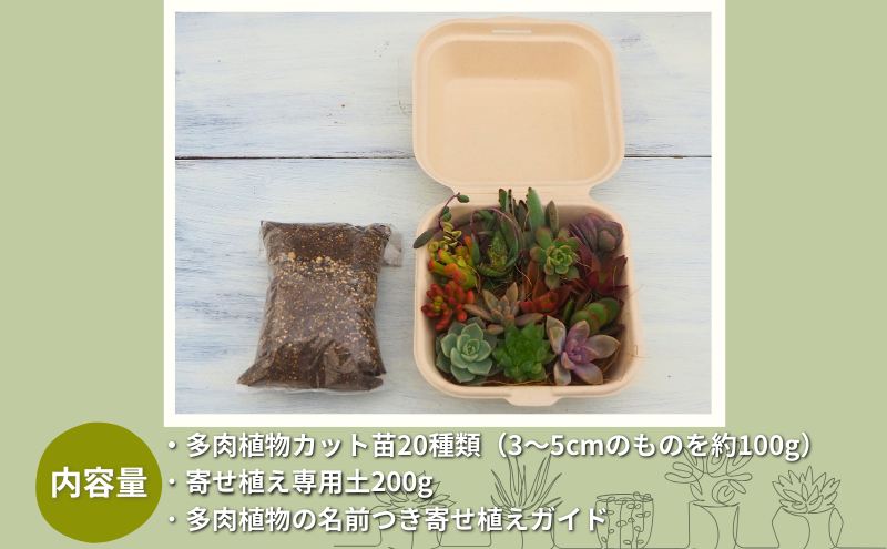 多肉植物 じぶんで植える 多肉の寄せ植え セット インテリア 多肉 植物 ガーデニング 