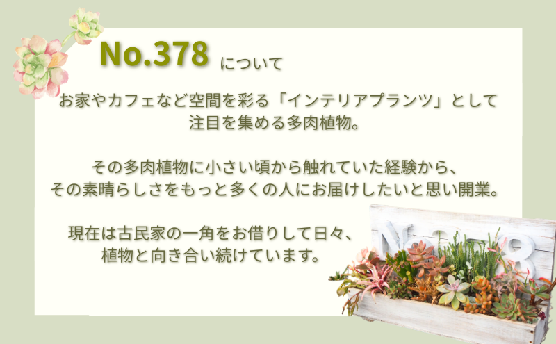 多肉植物 じぶんで植える 多肉の寄せ植え セット インテリア 多肉 植物 ガーデニング 