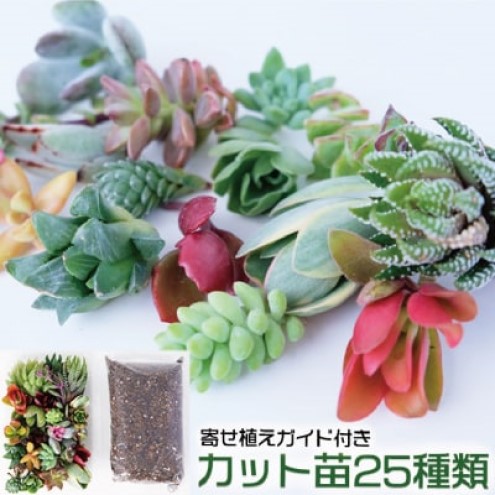 多肉植物 ハオルチア入り じぶんで植える 多肉の寄せ植え セット インテリア 多肉 植物 ガーデニング