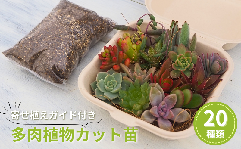 多肉植物 じぶんで植える 多肉の寄せ植え セット インテリア 多肉 植物 ガーデニング
