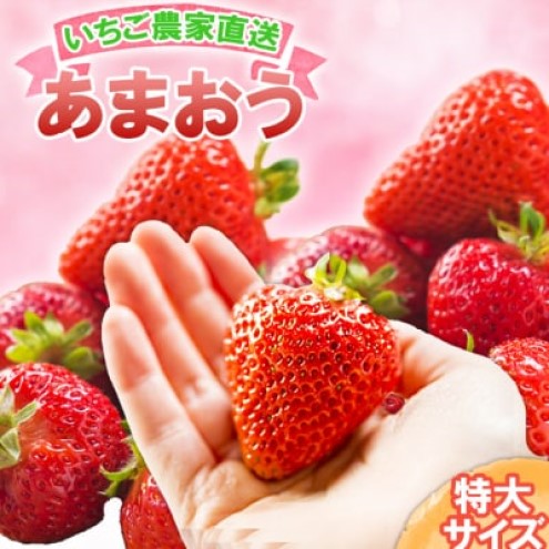 いちご いちご職人直送 白木のいちご 特選 あまおう (特大サイズ) 8粒 イチゴ 苺 果物 デザート ※配送不可：沖縄・離島