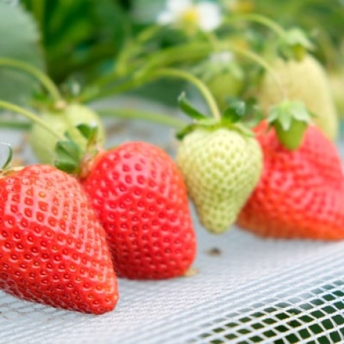 いちご 白木のいちご 旬のおいしさそのまま 冷凍 あまおう 2kg (500g×4P) イチゴ 苺 果物 デザート ※配送不可：沖縄・離島