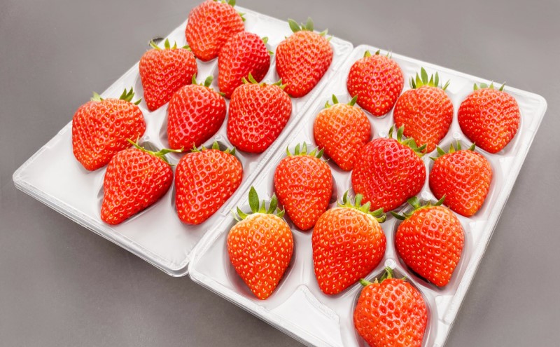 家庭用 いちご 4種 食べ比べ パック (1パック 6～15玉入り×4パック) イチゴ 果物 ご家庭用 果物 デザート ※配送不可：離島