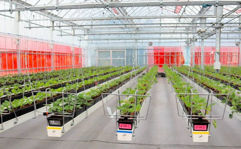 家庭用 いちご 4種 食べ比べ パック (1パック 6～15玉入り×4パック) イチゴ 果物 ご家庭用 果物 デザート ※配送不可：離島