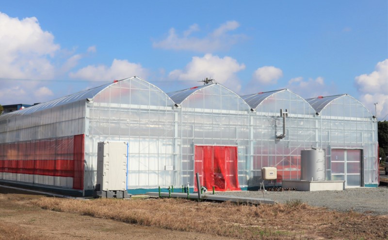 家庭用 いちご 4種 食べ比べ パック (1パック 6～15玉入り×4パック) イチゴ 果物 ご家庭用 果物 デザート ※配送不可：離島