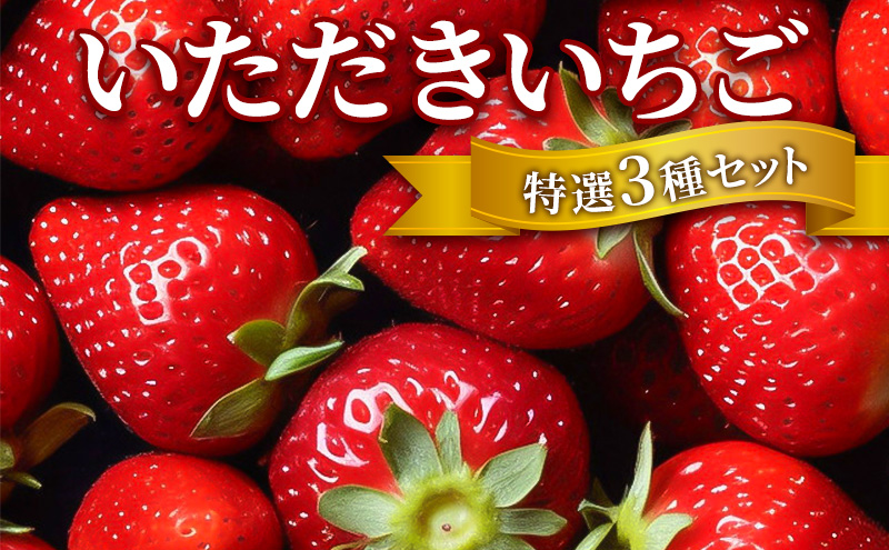 いちご いただきいちご 特選 3種 セット (1パック 8玉又は11玉入り×3パック)  厳選 おまかせ 果物 デザート 苺 イチゴ 果物 くだもの フルーツ 旬のフルーツ 季節のフルーツ 旬の果物 季節の果物 福岡 福岡県 小郡市※配送不可：離島