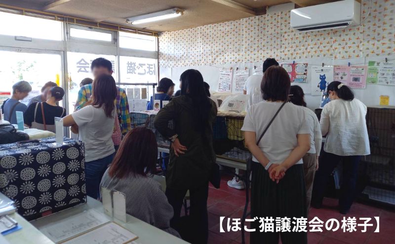 定期便 6回 コーヒー 保護猫活動を応援！ ドリップバッグ 10袋×6カ月 珈琲 ドリップコーヒー