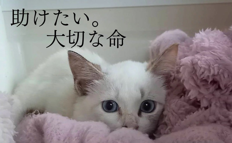 定期便 6回 コーヒー 保護猫活動を応援！ ドリップバッグ 10袋×6カ月 珈琲 ドリップコーヒー