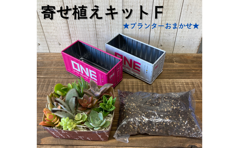 多肉植物 じぶんで植える 多肉 寄せ植えキットF 色柄おまかせ スチール製 コンテナ型 プランターインテリア 植物 寄せ植え ガーデニング 福岡 小郡市