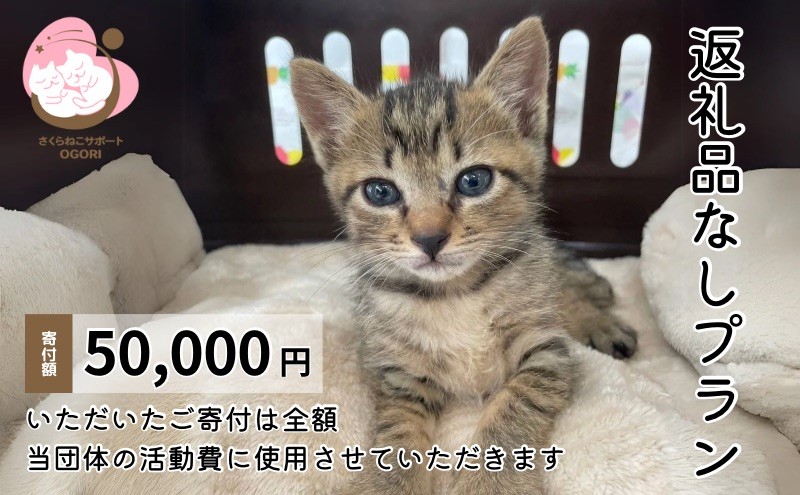 保護猫活動を応援！返礼品無し 50,000円 (お礼状送付) 保護猫