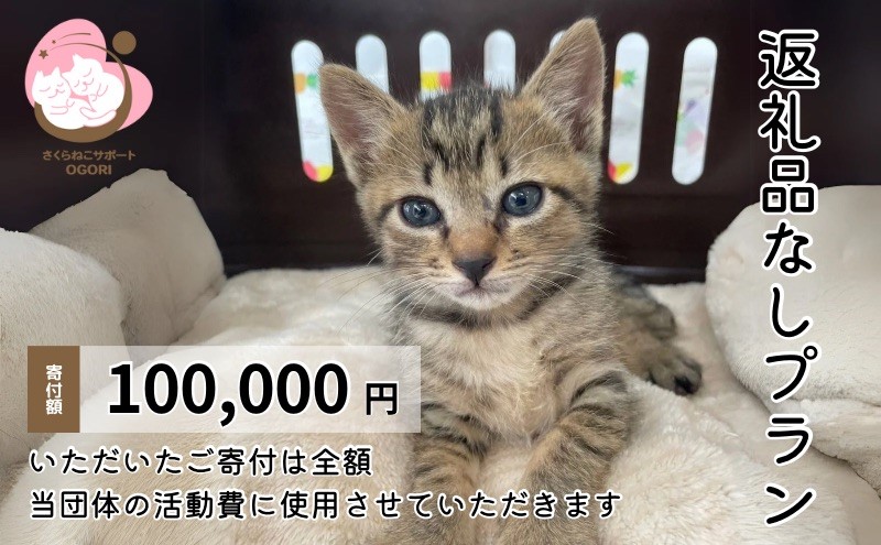 保護猫活動を応援！返礼品無し 100,000円 (お礼状送付) 保護猫