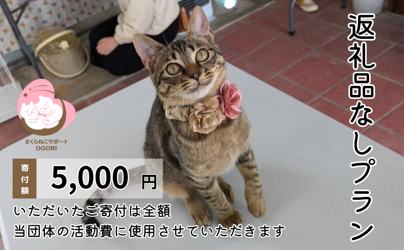 保護猫活動を応援！ 返礼品無し 5,000円（お礼状送付） 保護猫