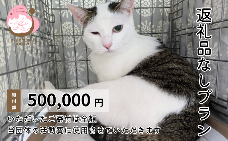 保護猫活動を応援！ 返礼品無し 500,000円（お礼状送付） 保護猫