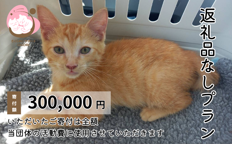 保護猫活動を応援！ 返礼品無し 300,000円（お礼状送付） 保護猫