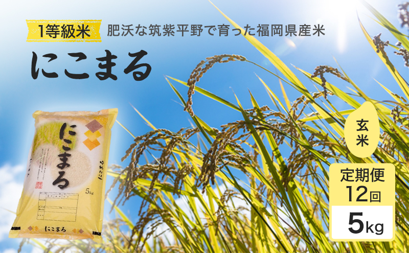 令和7年度 定期便 12回 米 1粒からこだわる1等級米 にこまる 玄米(5kg×12回） お米 コメ お楽しみ 12ヶ月 令和7年度産