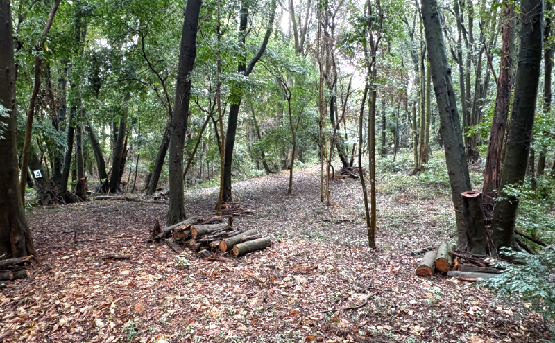 チケット 山林レンタルチケット 小郡市津古地区 1区画 1年間
