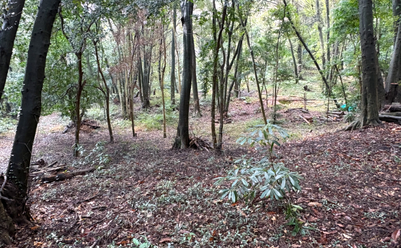 チケット 山林レンタルチケット 小郡市津古地区 1区画 1年間