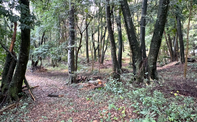 チケット 山林レンタルチケット 小郡市津古地区 1区画 1年間