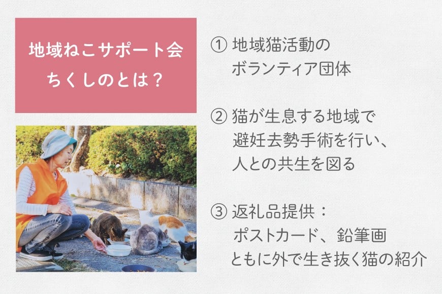保護猫 支援 猫保護活動への支援 ポストカード [地域ねこサポート会ちくしの 福岡県 筑紫野市 21761293] 保護 動物 猫 応援 ネコ ねこ ペット動物愛護 愛護 保護活動 クリポス メール便 メール便対応