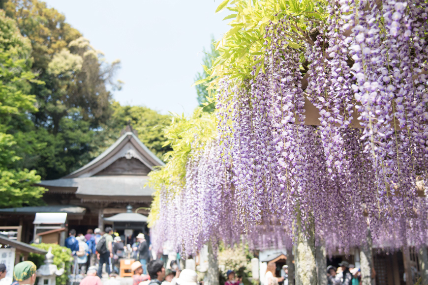 手羽先餃子 博多とんこつ味 10本 博多しょうゆ味 10本 計 20本 [大雅 福岡県 筑紫野市 21761456] 九州 おつまみ おかず ぎょうざ 手羽先 冷凍