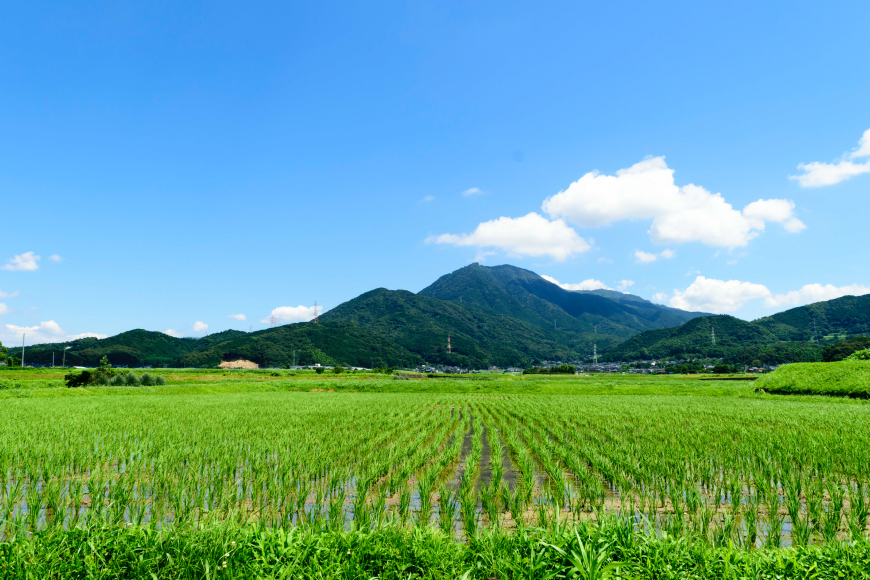 手羽先餃子 博多とんこつ味 10本 博多しょうゆ味 10本 計 20本 [大雅 福岡県 筑紫野市 21761456] 九州 おつまみ おかず ぎょうざ 手羽先 冷凍