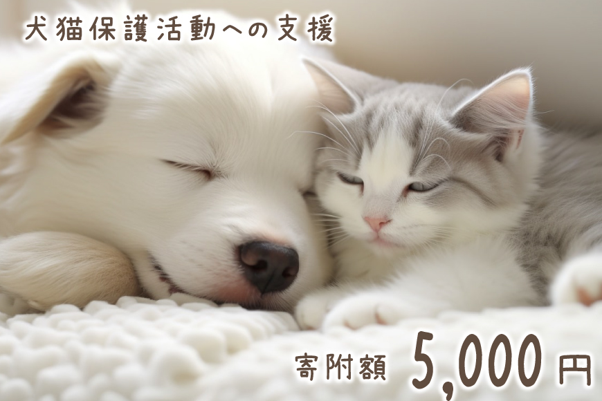 犬猫保護活動への支援 5000円 [NPO法人セブンデイズ 福岡県 筑紫野市 21761489] 保護 動物 犬 猫 犬猫 保護犬 支援 応援 イヌ ネコ いぬ ねこ ペット動物愛護 愛護 保護活動