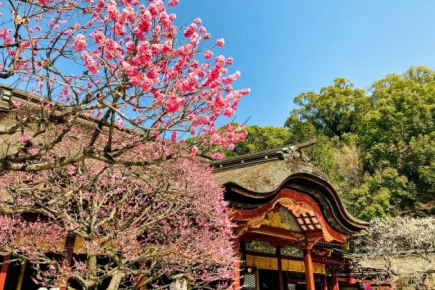 秘密のケンミンSHOW極で紹介！梅の実ひじき 150g 2個 セット 計300g [十二堂 福岡県 筑紫野市 21761070] ご飯のお供 ごはんのお供 ふりかけ 梅 えとや ひじき