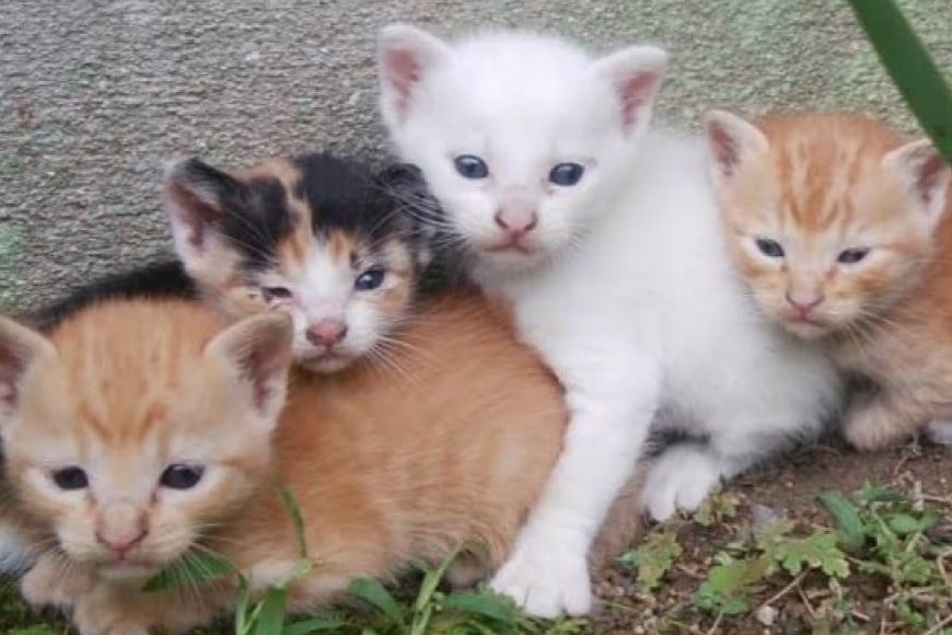 保護猫 支援 猫保護活動への支援 鉛筆画 A5 [地域ねこサポート会ちくしの 福岡県 筑紫野市 21761294] 保護 動物 猫 応援 ネコ ねこ ペット動物愛護 愛護 保護活動 クリポス メール便 メール便対応