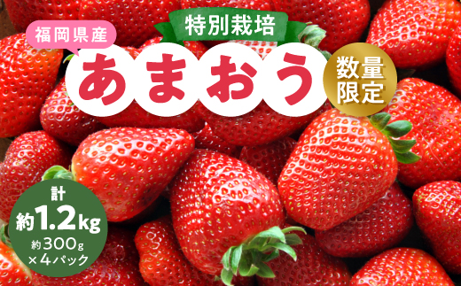 【数量限定】特別栽培あまおう約300g×4パック(約1,200g)【2024年12月より順次発送】【配送不可地域：離島】【1445836】