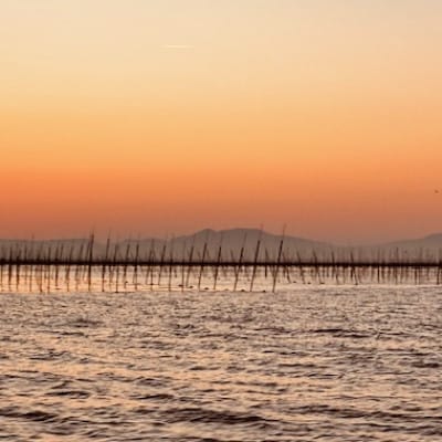 【有明海産一番摘み】有明極撰8本セット(10切32枚×8本・計256枚)【1655997】