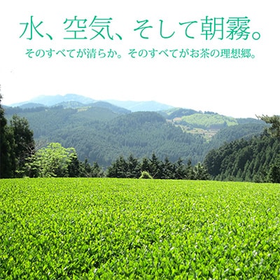 【毎月定期便】奥八女星野村 深蒸し高級煎茶(深蒸し茶)100g×2袋 全6回【4008834】