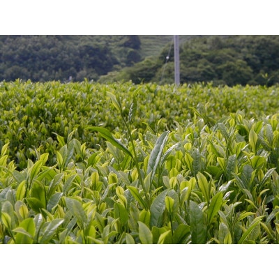 八女茶ギフト　煎茶120g×2缶・白折茶120g×1缶 2824-065【1314828】