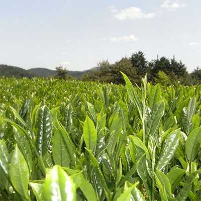 【毎月定期便】奥八女星野村 深蒸し高級煎茶(深蒸し茶)100g×2袋 全6回【4008834】