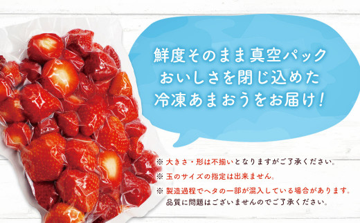 急速冷凍！人気のあまおう 冷凍いちご　福岡県特産品　大容量 1.6kg【JAほたるの里】_HA1513