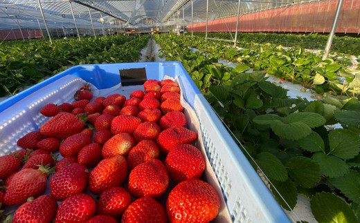 オーガニック冷凍あまおう 「いせいちご」 2kg (500g×4パック)【伊世いちご畑】_HA1316