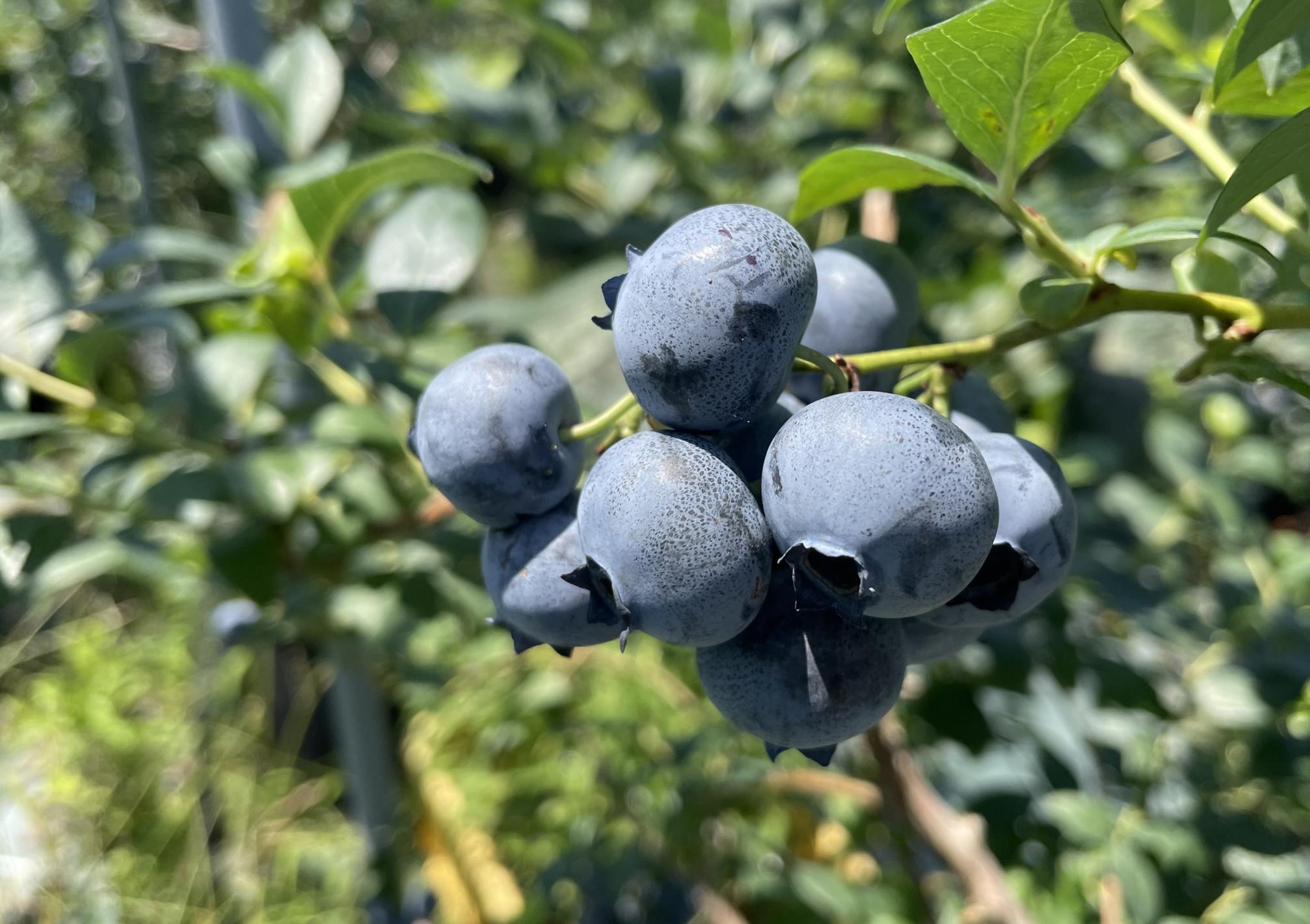 ãæ°ééå®ãã2026幎4ææ«ããé æ¬¡çºéããé©ãã®å€§ããïŒå€§ç²ãã«ãŒããªãŒ(1kg) 蟲è¬äžäœ¿çš ææ©æ œå¹ããã®ããã®ãã«ãŒããªãŒåã_HA1355