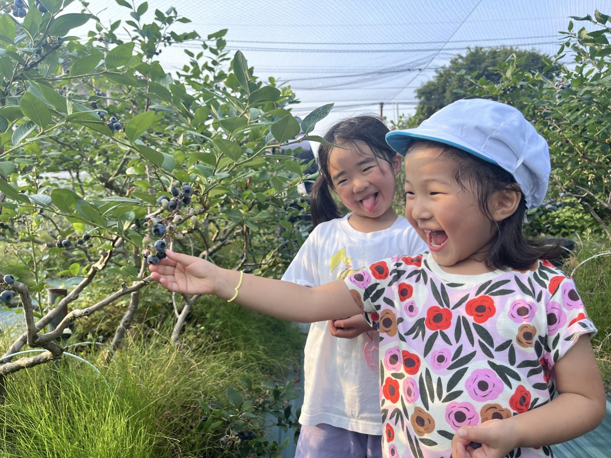 ãæ°ééå®ãã2026幎4ææ«ããé æ¬¡çºéããé©ãã®å€§ããïŒå€§ç²ãã«ãŒããªãŒ(1kg) 蟲è¬äžäœ¿çš ææ©æ œå¹ããã®ããã®ãã«ãŒããªãŒåã_HA1355