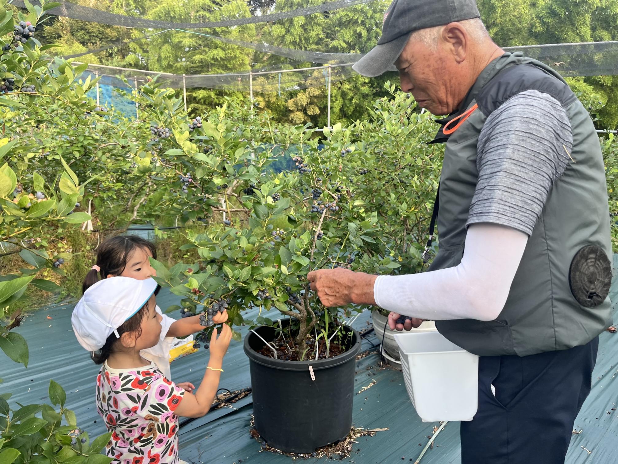 ãæ°ééå®ãã2026幎4ææ«ããé æ¬¡çºéããé©ãã®å€§ããïŒå€§ç²ãã«ãŒããªãŒ(1kg) 蟲è¬äžäœ¿çš ææ©æ œå¹ããã®ããã®ãã«ãŒããªãŒåã_HA1355