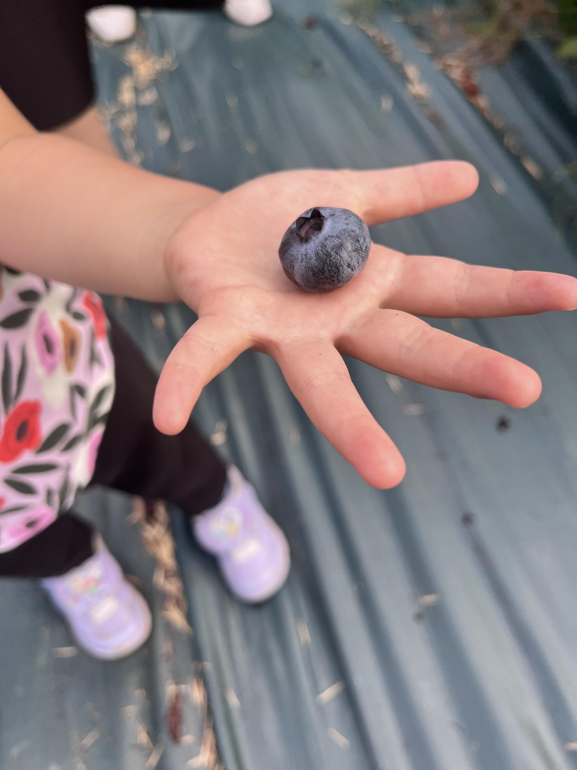 ãæ°ééå®ãã2026幎4ææ«ããé æ¬¡çºéããé©ãã®å€§ããïŒå€§ç²ãã«ãŒããªãŒ(1kg) 蟲è¬äžäœ¿çš ææ©æ œå¹ããã®ããã®ãã«ãŒããªãŒåã_HA1355