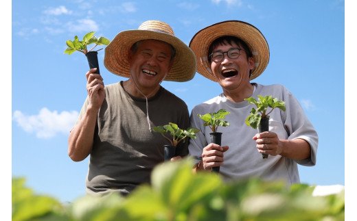 福岡県産　苺　よつぼし　250g×4パック【ナチュレッシュ・ファーム・ジェイピー】_HA1387